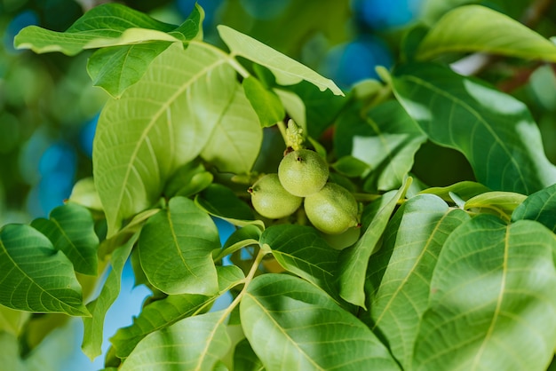 Rijpende groene walnoten op boom