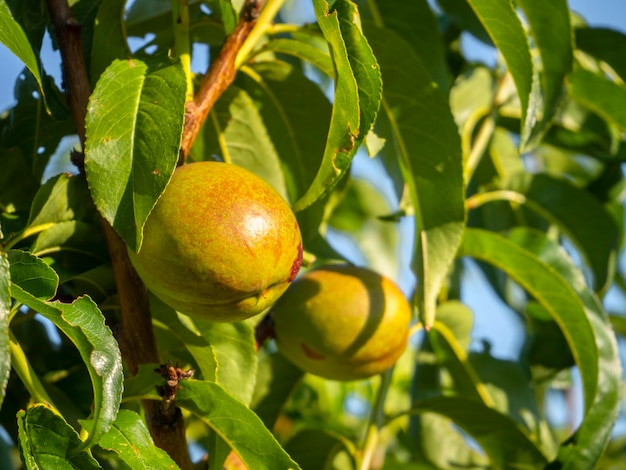 Rijpende nectarinevruchten Prunus persica op boomtakken