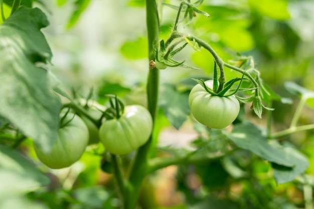 Rijpende onrijpe groene tomaten die op een tuinbed groeien