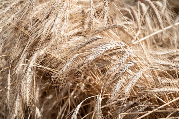 Rijpende oren van rogge in veld in de zomer close-up