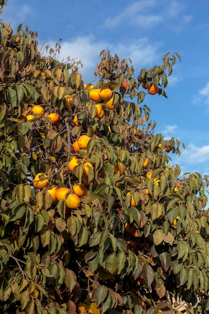 Rijpende persimmon hangend aan een tak