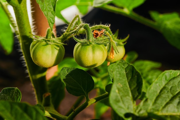 Rijpende tomaten in de tuin