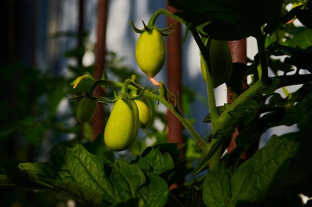 Rijpende tomaten in de tuin