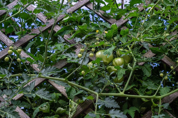 rijpende tomatenvruchten in de buurt van houten hek, tomatenseizoen, hallo herfst