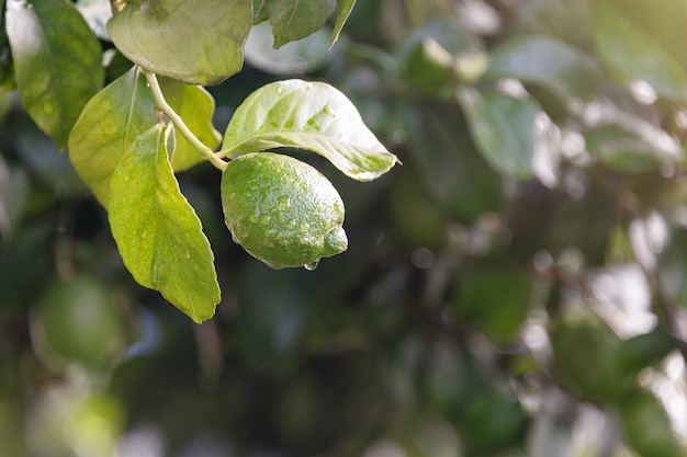 Rijpende vruchten citroenboom dicht omhoog. Verse groene citroenkalk met waterdalingen die op boomtak hangen in organische tuin