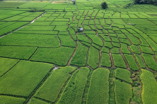 Rijst en rijstvelden op het platteland