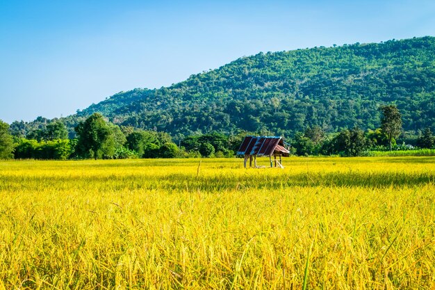 Rijst geel goud in Thailand