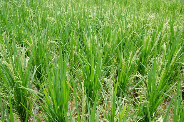 Rijst in het veld