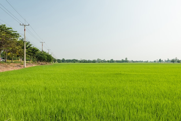 Rijst rijstveld landschap