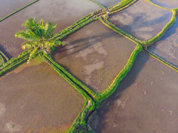 Rijst Terras Luchtfoto Afbeelding van prachtig terras rijstveld