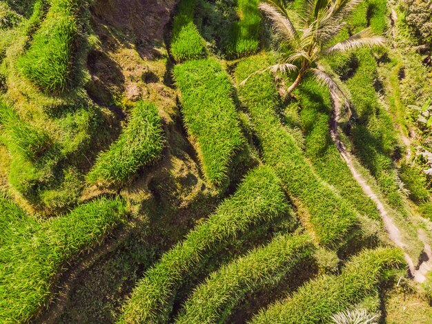 Rijst Terras Luchtfoto Afbeelding van prachtig terras rijstveld