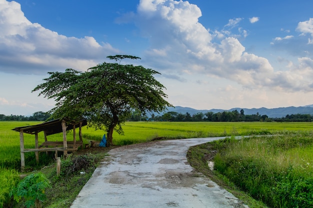 rijst Thaise boerderij