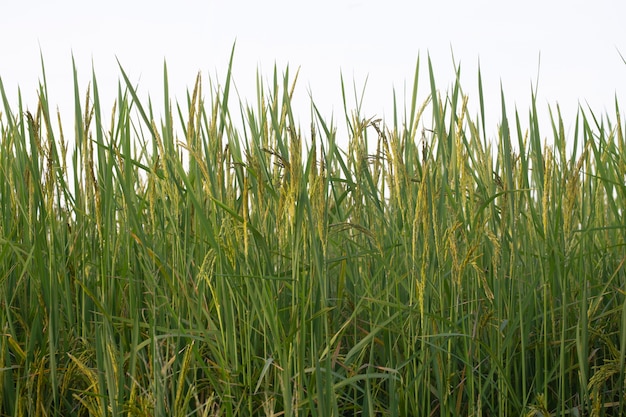 Rijst veld close-up