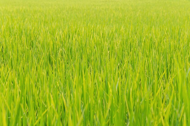 Foto rijst veld in azië