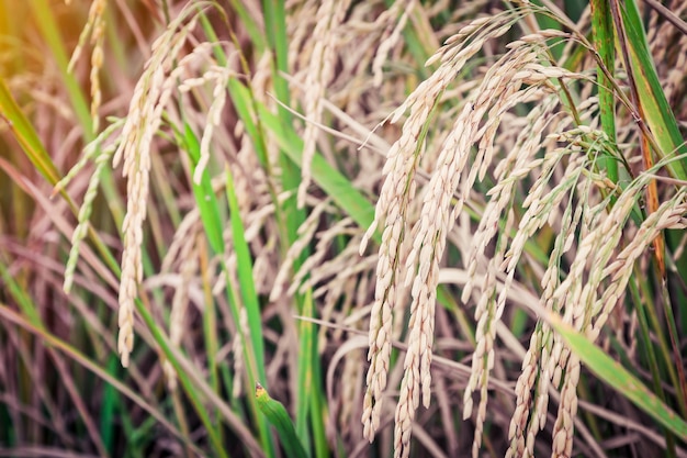 rijst veld klaar voor de oogst, close-up