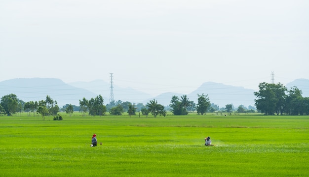 Rijst veld op het platteland