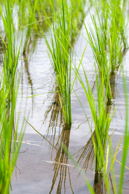 Rijst wordt geteeld in de rijstvelden