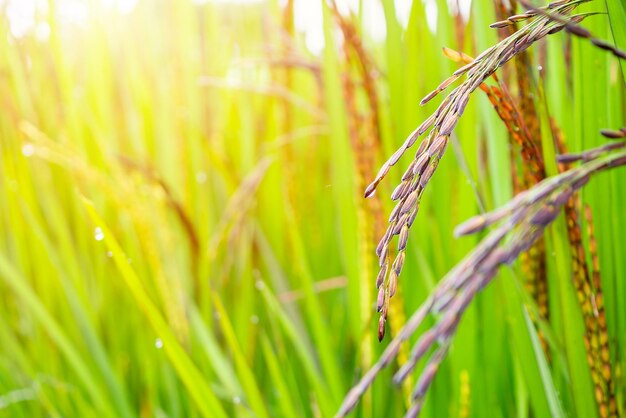 Rijstbesplant in groen biologisch rijstveld