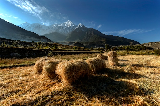 Rijstboerderij in Muktinath Village, Annapurna Circuit, Himalaya, Nepal