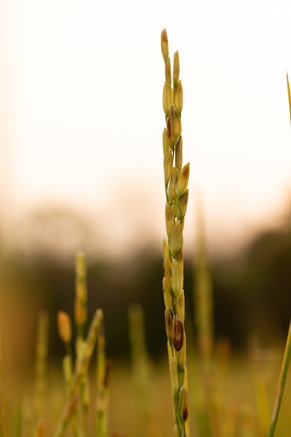 rijstplant In het veld in de zonsondergang