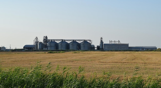 Rijstplant midden in de velden