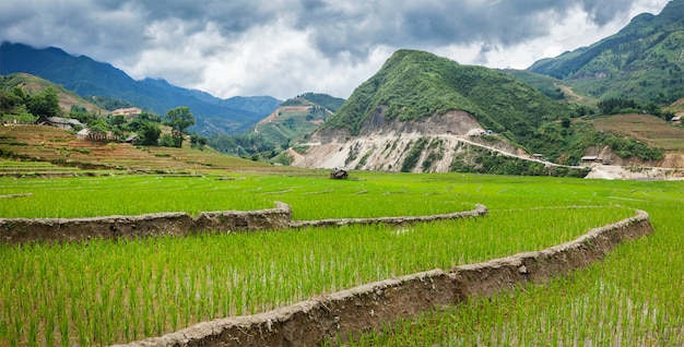 Rijstplantages. Vietnam