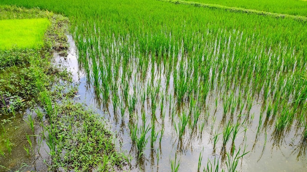Rijstplanten groeien goed in verse groene rijstvelden Indonesische landbouw