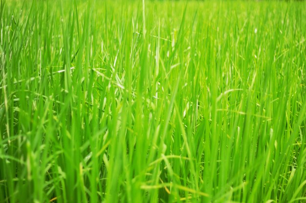 Rijstplanten op veld.