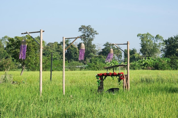 Rijstplantveld in een dorp