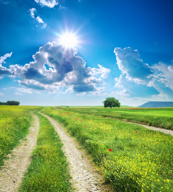 Rijstrook en diepblauwe lucht. Natuur ontwerp.