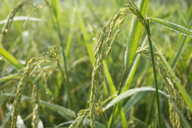 Rijstspike in Paddy veld in de herfst