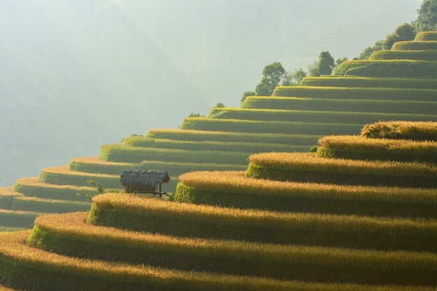 Rijstterras aan tijdens zonsondergang, Noordoostelijk gebied van Vietnam