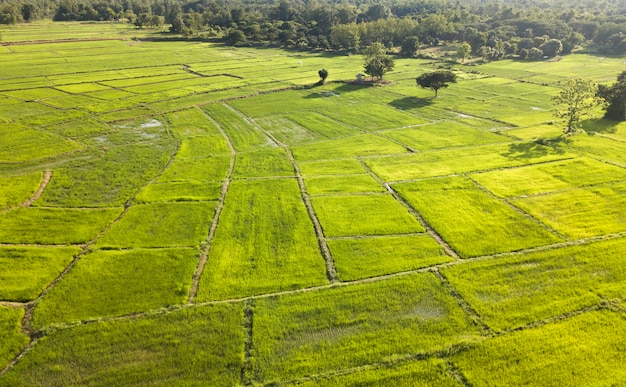 Rijstterras Luchtfoto. Afbeelding van prachtig terras rijstveld. Bovenaanzicht