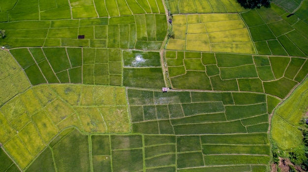 Foto rijstterras luchtfoto