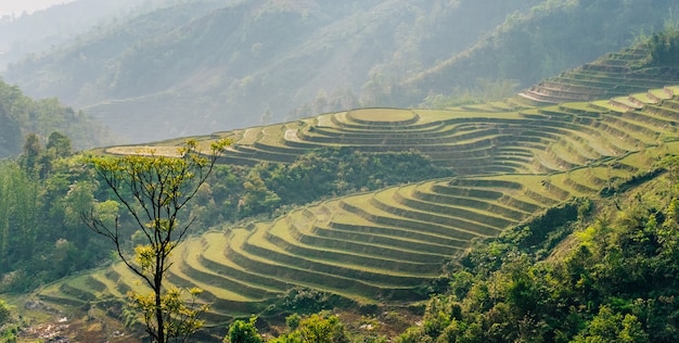 Rijstterrassen en heuvels in Vietnam