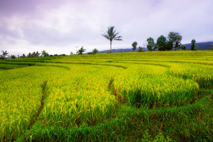Foto rijstterrassen in indonesië met natuurlijke en mooie kleuren