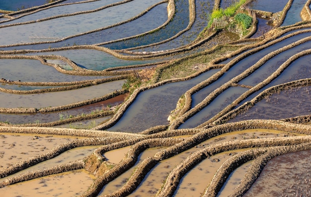 Rijstterrassen in Yuanyang, China