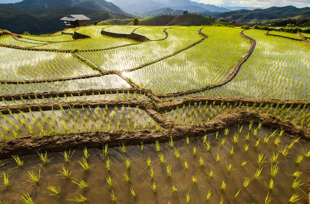 Rijstveld bij Mae Cham Chiangmai Noord-Thailand