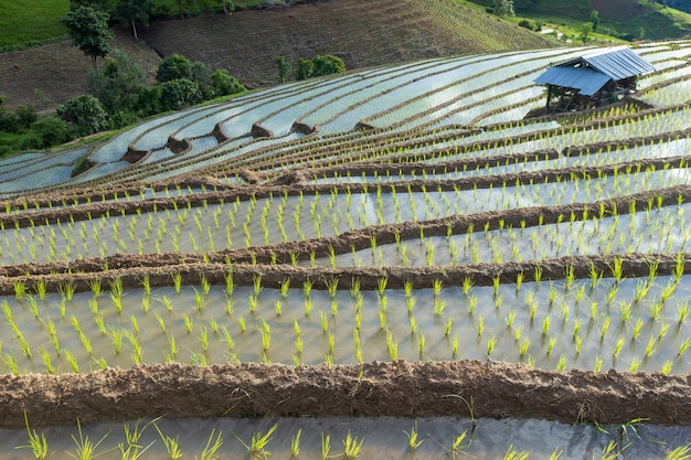 rijstveld bij Mae Cham Chiangmai Noord-Thailand