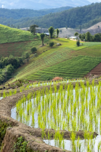 Rijstveld bij Mae Cham Chiangmai Noord-Thailand