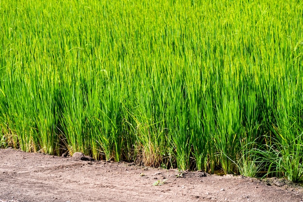 Rijstveld biologische jasmijn boerderij, natuur Azië voedsel.