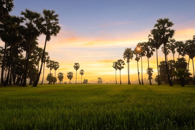 Rijstveld en suikerpalm met zonsopgangachtergrond in de ochtend, Ayutthaya, Thailand