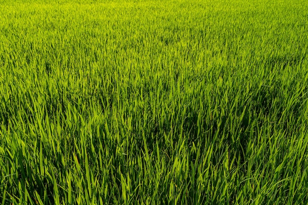 Rijstveld groen gras met veld cornfield of in azië land landbouw oogst met daglicht achtergrond.