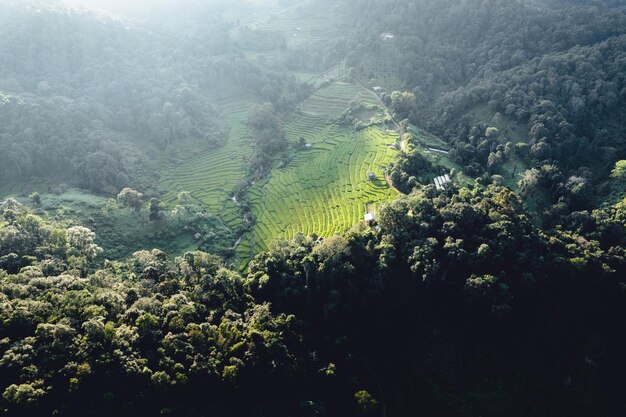 Rijstveld in de ochtend in Azië