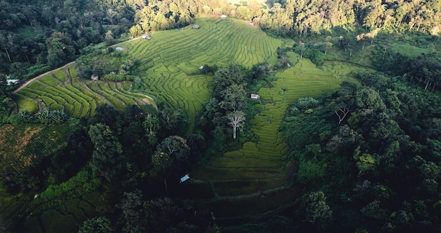 Rijstveld in de ochtend in Azië