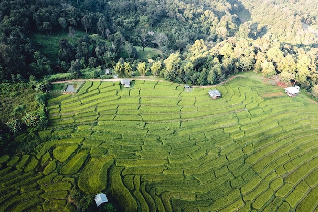 Rijstveld in de ochtend in Azië