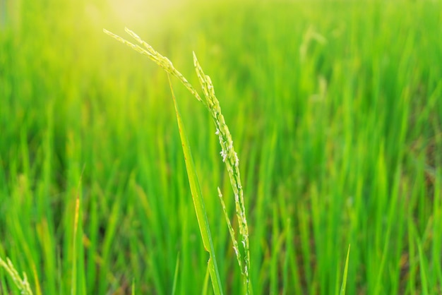 Rijstveld in rijstveld landelijk met wolkenlucht bij daglicht, Groen veld landelijk platteland, Paddy rijst met groen veld