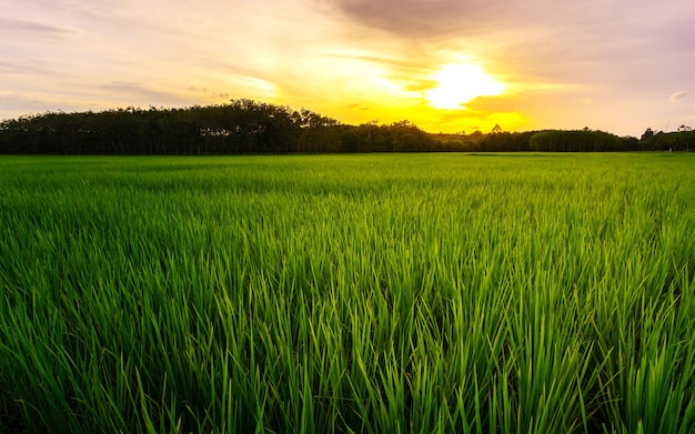 Rijstveld in rijstveld landelijk met wolkenlucht bij daglicht, Groen veld landelijk platteland, Padierijst met groen veld