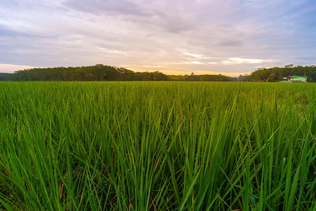 Rijstveld in rijstveld landelijk met wolkenlucht bij daglicht, Groen veld landelijk platteland, Padierijst met groen veld