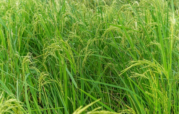Rijstveld in rijstveld landelijk met wolkenlucht bij daglicht, Groen veld landelijk platteland, Padierijst met groen veld